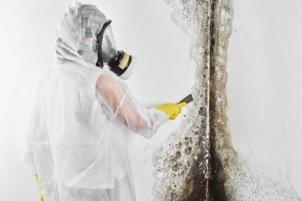 Best Post-Flood Mold Remediation in Lake Belvedere Estates, FL