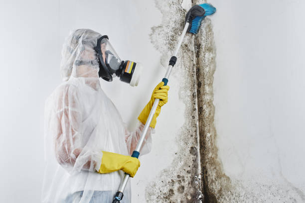 Best Attic Mold Remediation in Lake Belvedere Estates, FL