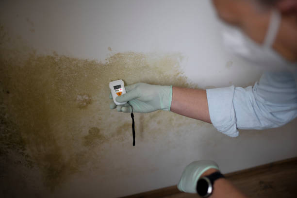 Best DIY Mold Remediation Support Services in Lake Belvedere Estates, FL