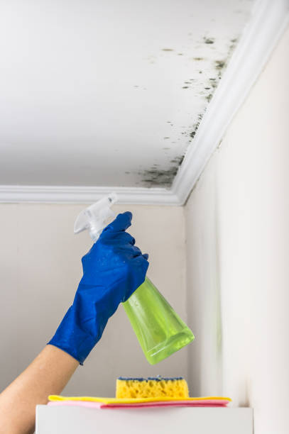 Best Commercial Mold Remediation in Lake Belvedere Estates, FL